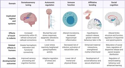 The Role of Affectionate Caregiver Touch in Early Neurodevelopment and Parent–Infant Interactional Synchrony